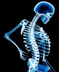 Skeleton to illustrate back pain story.fml-M382448-Back_pain-SPL.jpg